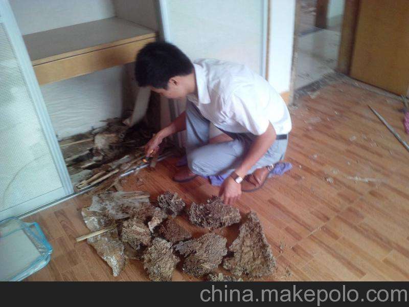 白蚁对家具的危害